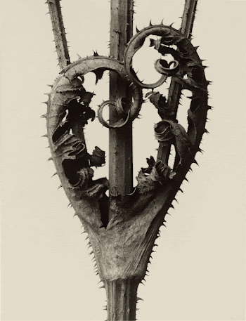 Dipsacus laciniatus; Karl Blossfeldt (German, | Free Photo - rawpixel