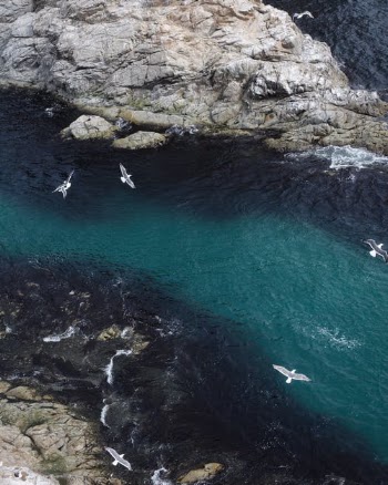 Directly Above View of Birds and Sea · Free Stock Photo