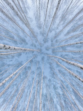 Directly Below View of Trees in Forest · Free Stock Photo