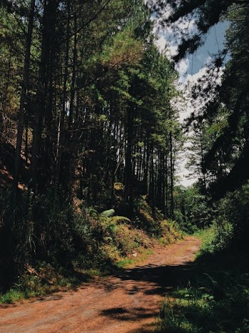 Dirt Path in the Middle of the Forest
