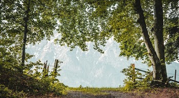 Dirt Pathway Beside Trees