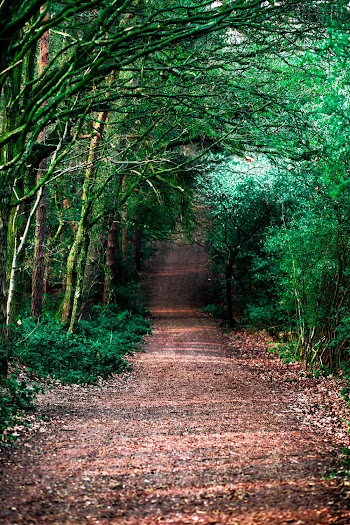 Dirt Pathway Between Trees and Plants