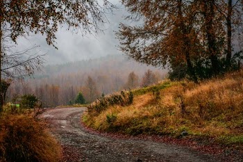 dirt road along trees