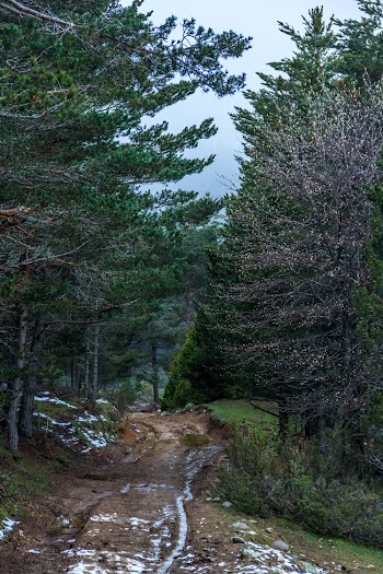 Dirt Road Between Green Trees