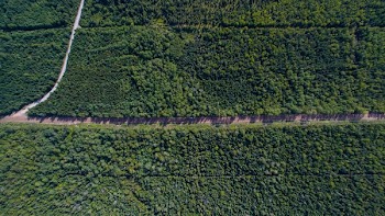 Dirt Road Runds Through Green Trees Drone