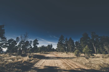 Dirt Road Surrounded by Tress