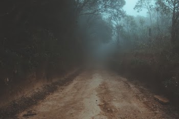 Dirt Track Between Trees and Plants during Foggy Daytime