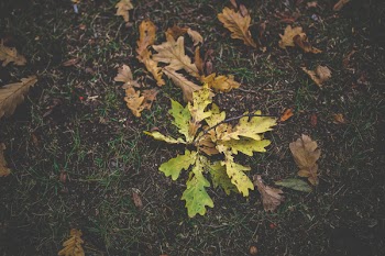 Dirty autumn leaves
