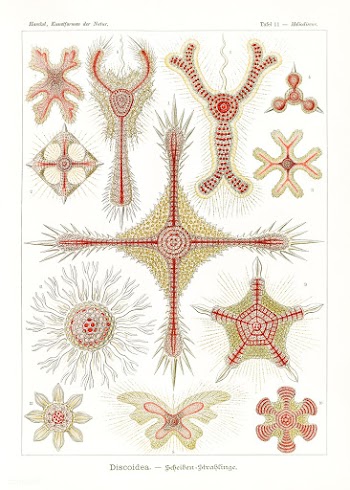 Discoidea&ndash;Scheiben-Strahlinge from Kunstformen der Natur (1904) .. | Free public domain illustration - 2272227