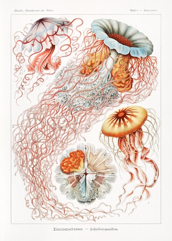 Discomedusae&ndash;Scheibenquallen from Kunstformen der Natur (1904) b.. | Free public domain illustration - 2271892