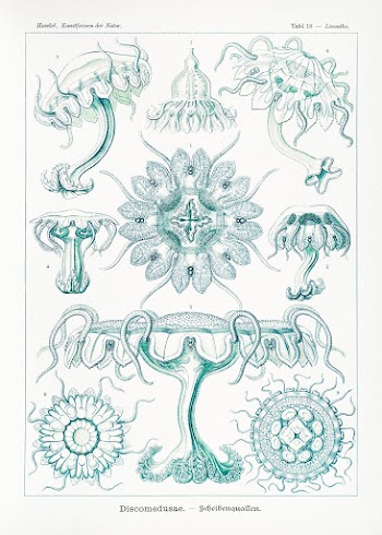 Discomedusae&ndash;Scheibenquallen from Kunstformen der Natur (1904) b.. | Free public domain illustration - 2273624