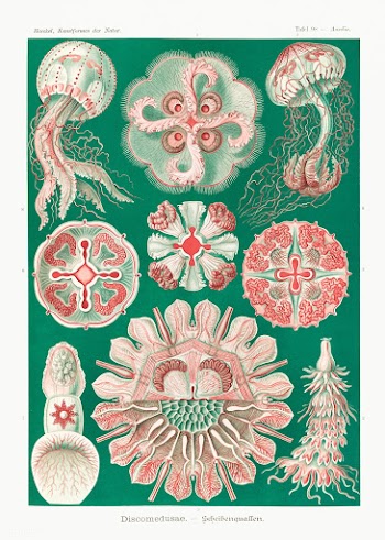 Discomedusae&ndash;Schweibenquallen from Kunstformen der Natur (1904) .. | Free public domain illustration - 2266687