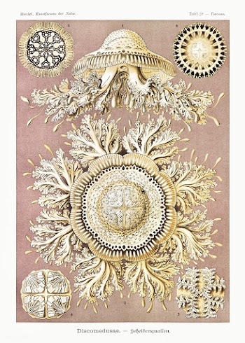Discomedusae&ndash;Schweibenquallen from Kunstformen der Natur (1904) .. | Free public domain illustration - 2268456