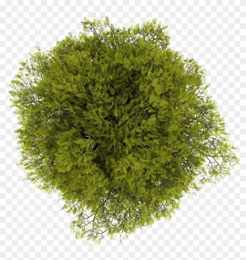 Discover Ideas About Umbrella Tree - Tree Top View Transparent