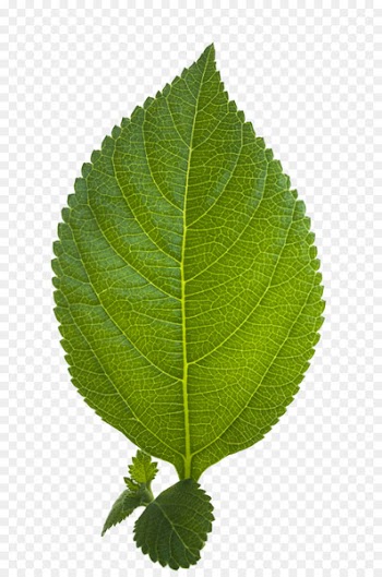 Display resolution Download - Leaf PNG HD 