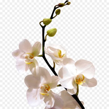 Display resolution WhatsApp Wallpaper - White orchid flowers 
