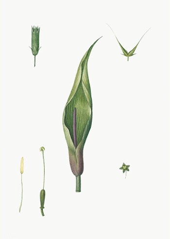 Dissected flower and plant | Free stock vector - 574006