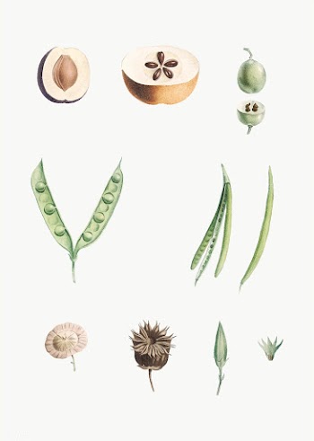 Dissected fruit and flowers | Free stock vector - 573971