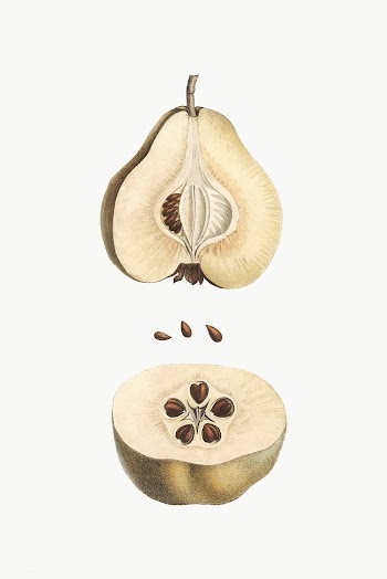 Dissected pear fruit | Free stock vector - 573961
