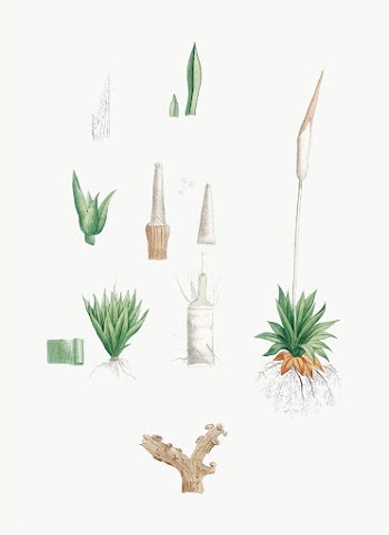 Dissected plants | Free stock vector - 573838