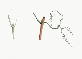 Dissected plants | Free stock vector - 573898