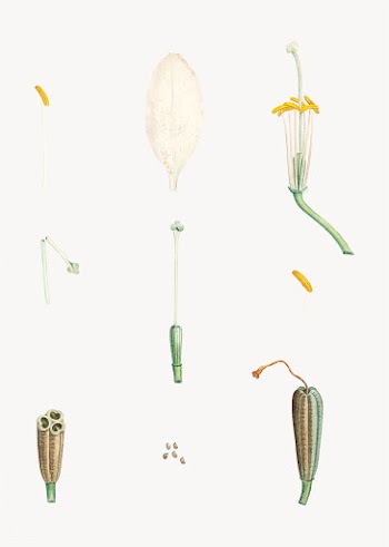 Dissected yellow flower | Free stock vector - 573849