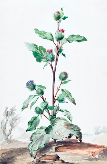 Distel (ca. 1725&ndash;1792) painting in high… | Free public domain illustration