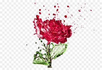 Distilled water Rose water Drop - Creative Watermark Rose 