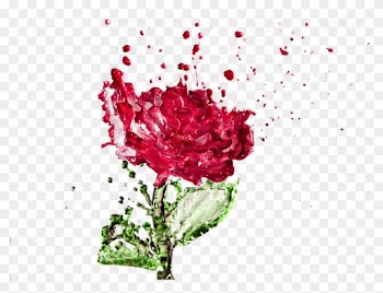 Distilled Water Rose Water Drop - Roses Water