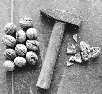 Diótörő | Nut cracker | Free Photo - rawpixel