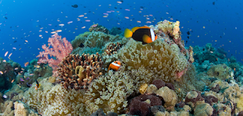 Dive Papua New Guinea - Epic Private Journeys