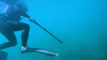 Diver Holding Speargun