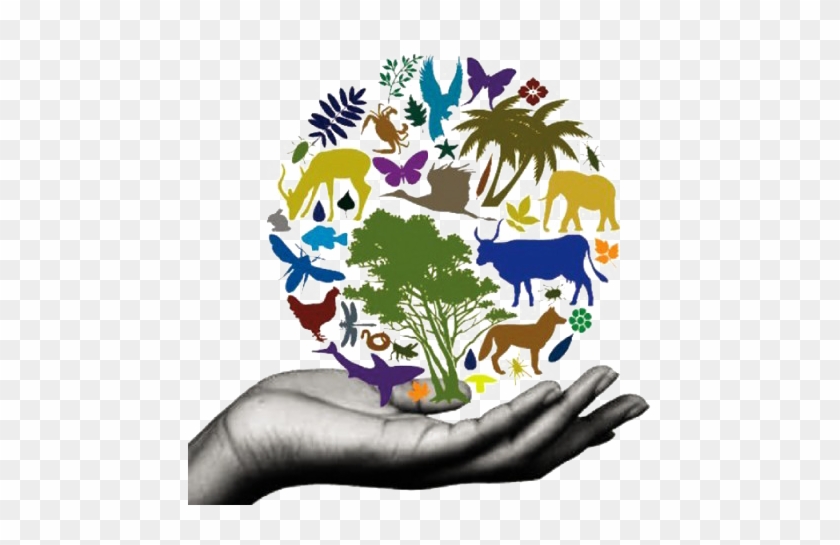 Diversity Of Life Trans - Conservation Of Biodiversity Poster