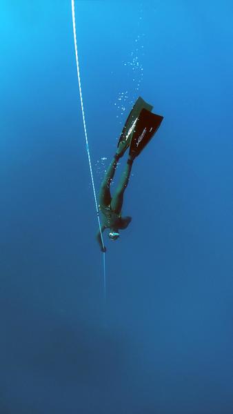         Diving the Sea Free Photo     