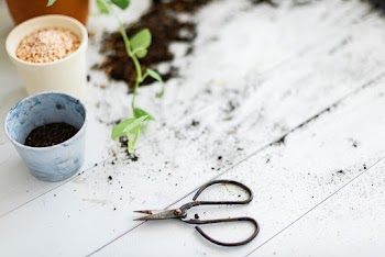 DIY gardening scissor on soiled table with… | Free stock photo | High Resolution image
