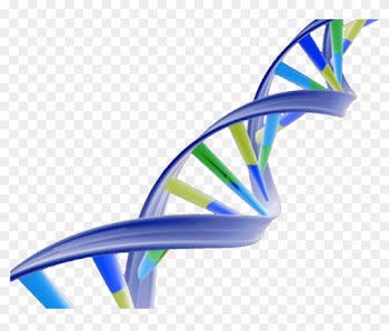Dna Double Helix Png