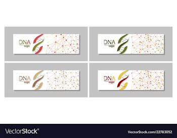 Dna molecule brochure template flyer layout vector image