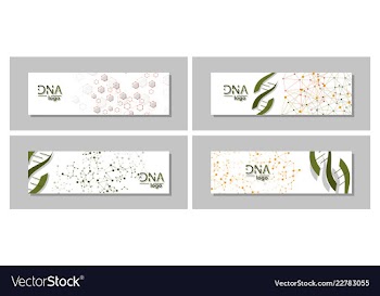 Dna molecule brochure template flyer layout vector image