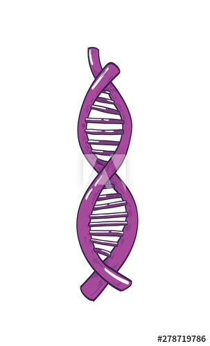 DNA or deoxyribonucleic acid molecule carrying genetic information isolated on white background