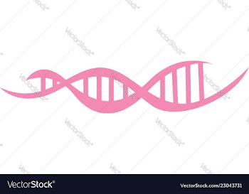 Dna strand pink vector image
