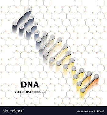 Dna structure double helix on white background vector image