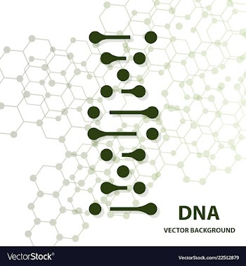 Dna structure double helix on white background vector image