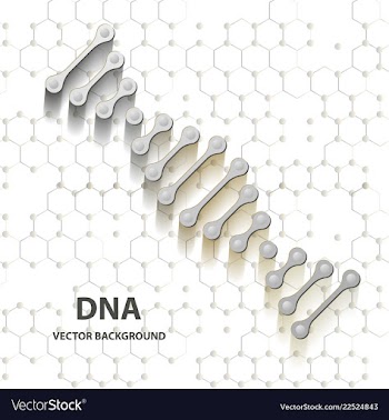 Dna structure double helix on white background vector image