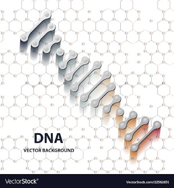 Dna structure double helix on white background vector image