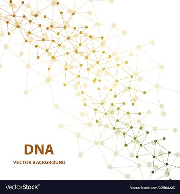 Dna structure double helix on white background vector image
