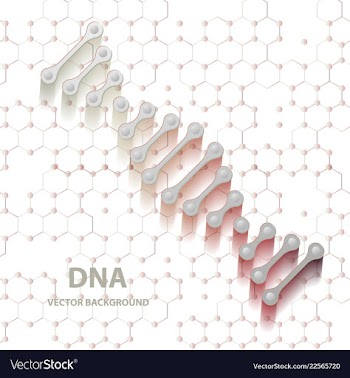 Dna structure double helix on white background vector image