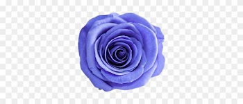 Do Not Put Any Heavy Objects Directly On The Roses - Blue Rose