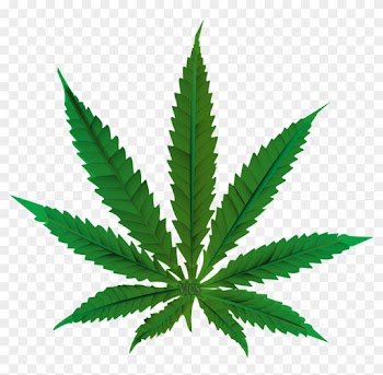 Do People Use Marijuana