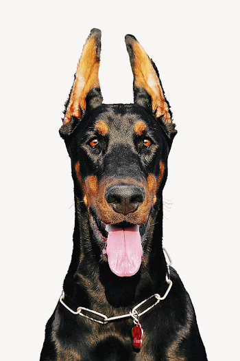 Doberman dog collage element psd | Free PSD - rawpixel