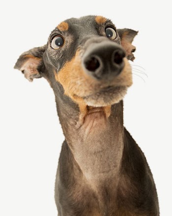 Doberman dog collage element psd | Free PSD - rawpixel